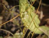 Cuscuta campestris. Часть цветущего побега. Татарстан, Агрызский р-н, с. Красный Бор, огород, сорное. 01.10.2023.