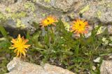 genus Taraxacum