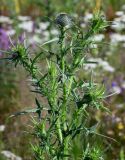 Cirsium vulgare