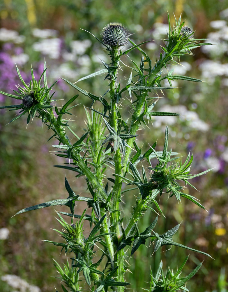 Изображение особи Cirsium vulgare.