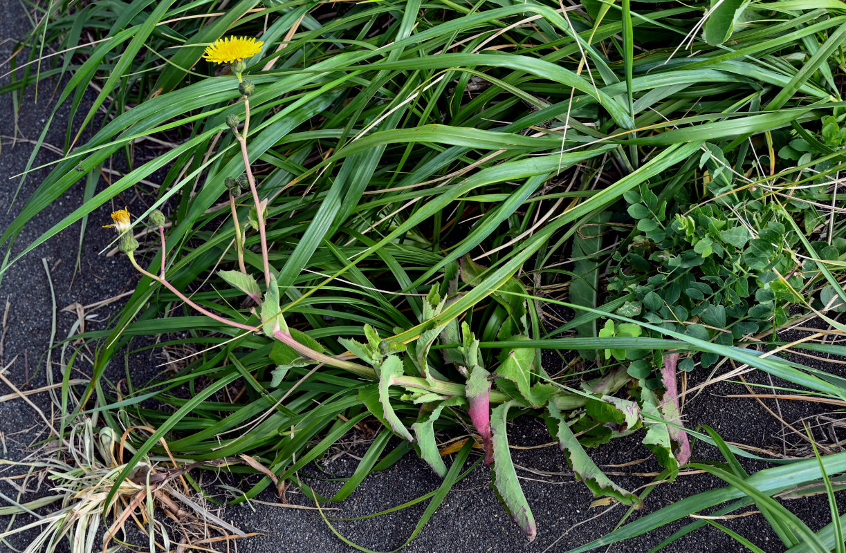 Image of Sonchus arvensis specimen.