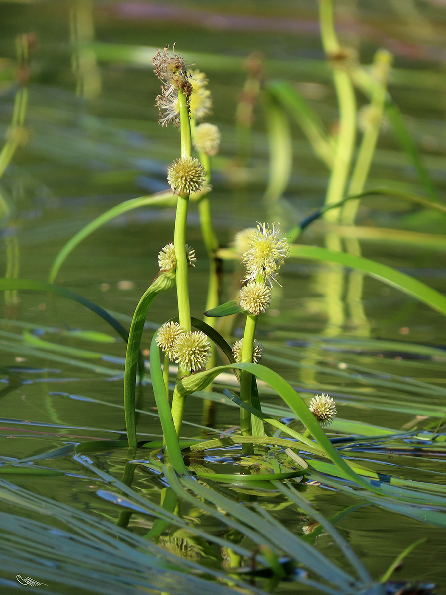 Image of Sparganium × longifolium specimen.