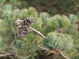 Pinus parviflora. Ветвь с шишками. Краснодар, парк \"Краснодар\", Японский сад, в культуре. 01.01.2024.