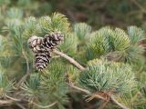 Pinus parviflora. Ветвь с шишками. Краснодар, парк \"Краснодар\", Японский сад, в культуре. 01.01.2024.