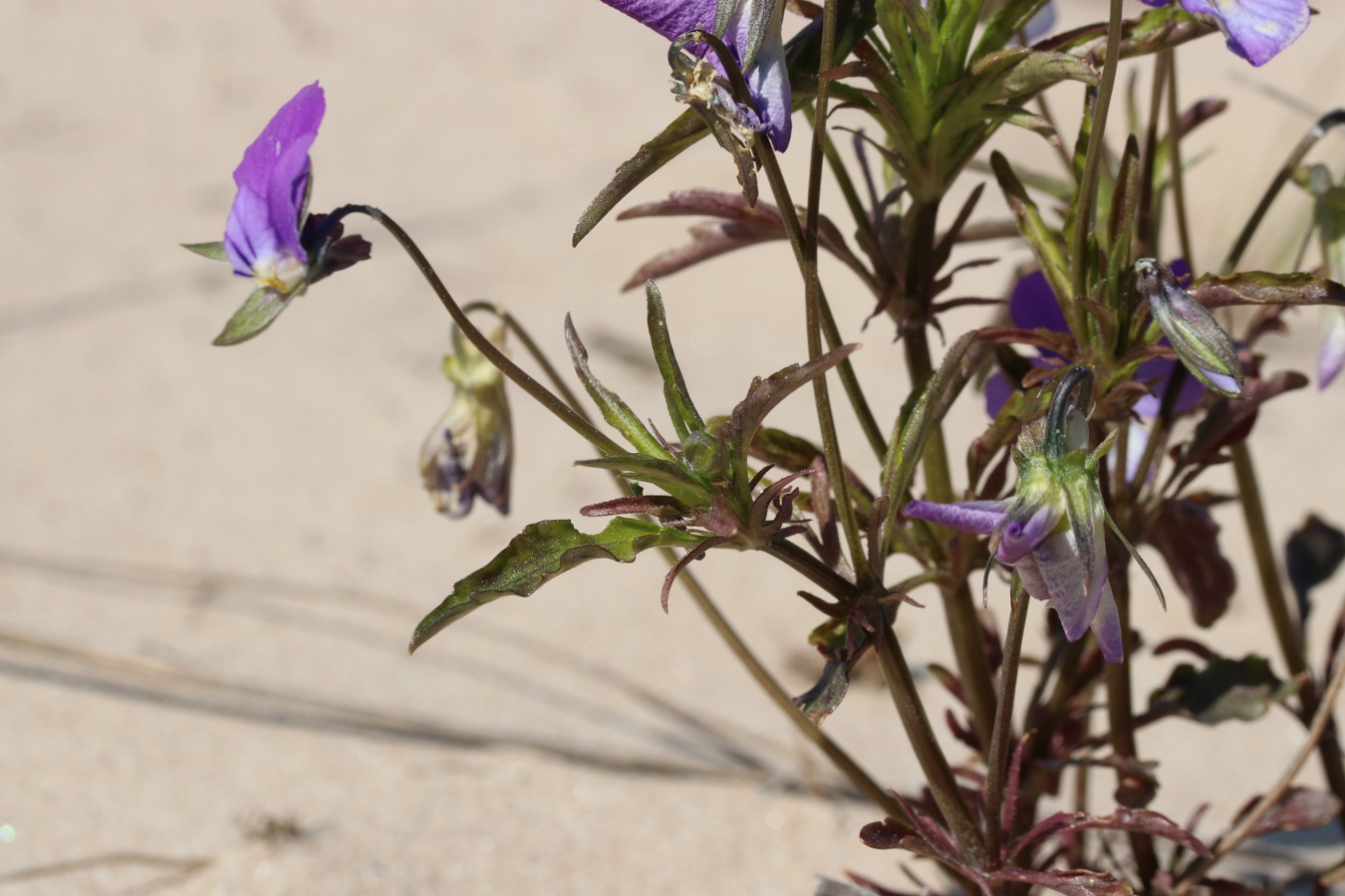 Image of Viola maritima specimen.