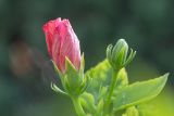 Hibiscus rosa-sinensis. Верхушки побегов с распускающимся цветком и бутоном. Израиль, г. Яффо, в культуре. 17.02.2024.