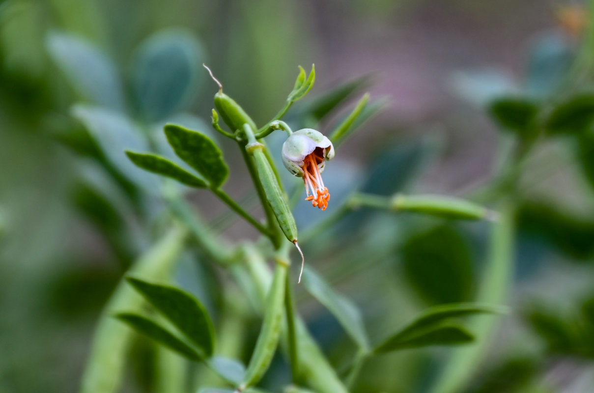 Image of Zygophyllum fabago specimen.