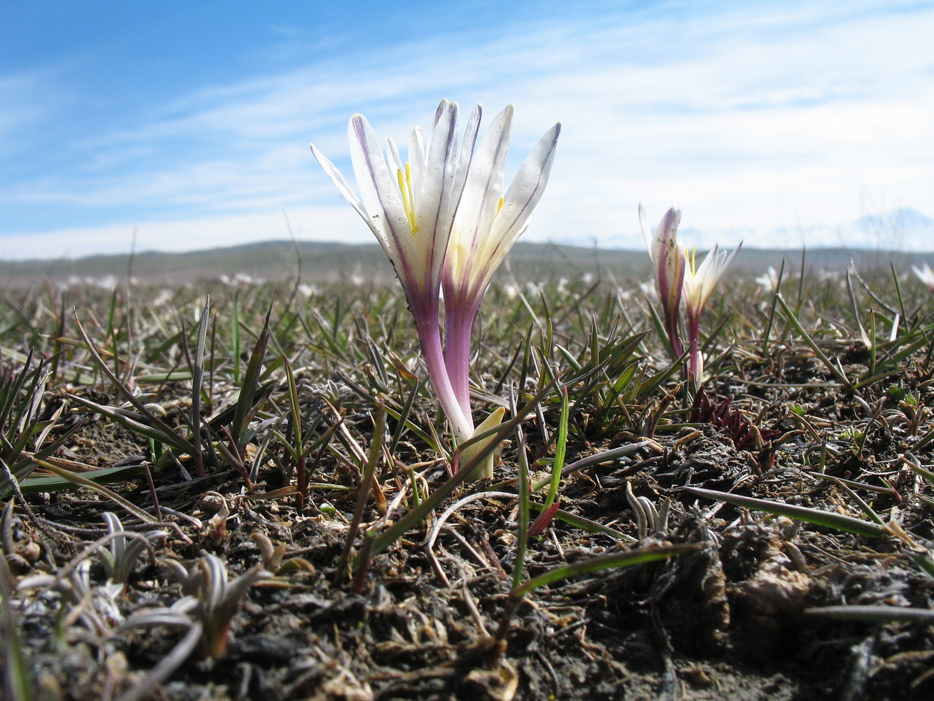 Image of Colchicum kesselringii specimen.