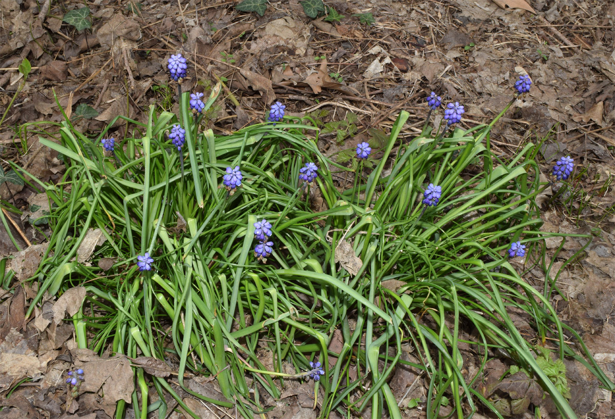 Изображение особи Muscari leucostomum.