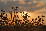 Crambe maritima