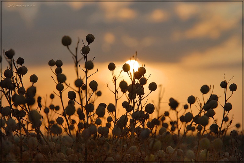 Изображение особи Crambe maritima.