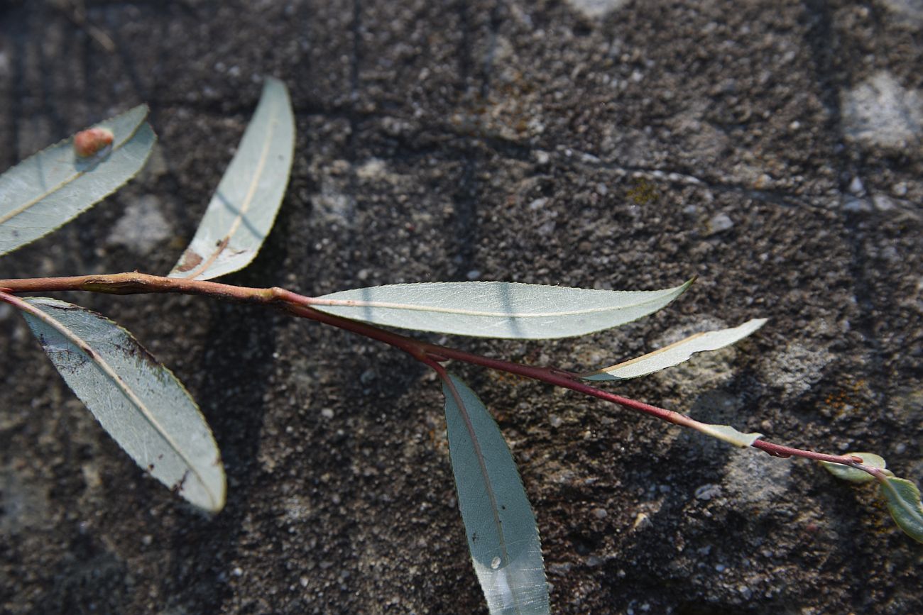 Image of Salix elbursensis specimen.