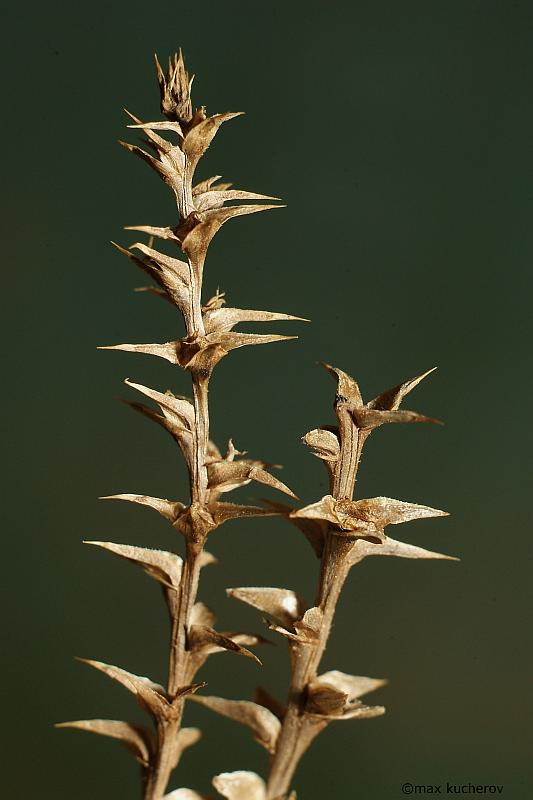 Изображение особи Salsola tragus.