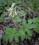 Corydalis marschalliana. Цветущее растение. Ростовская обл., окр. г. Донецк, правый берег р. Северский Донец, дубово-вязовый лес. 09.04.2024.