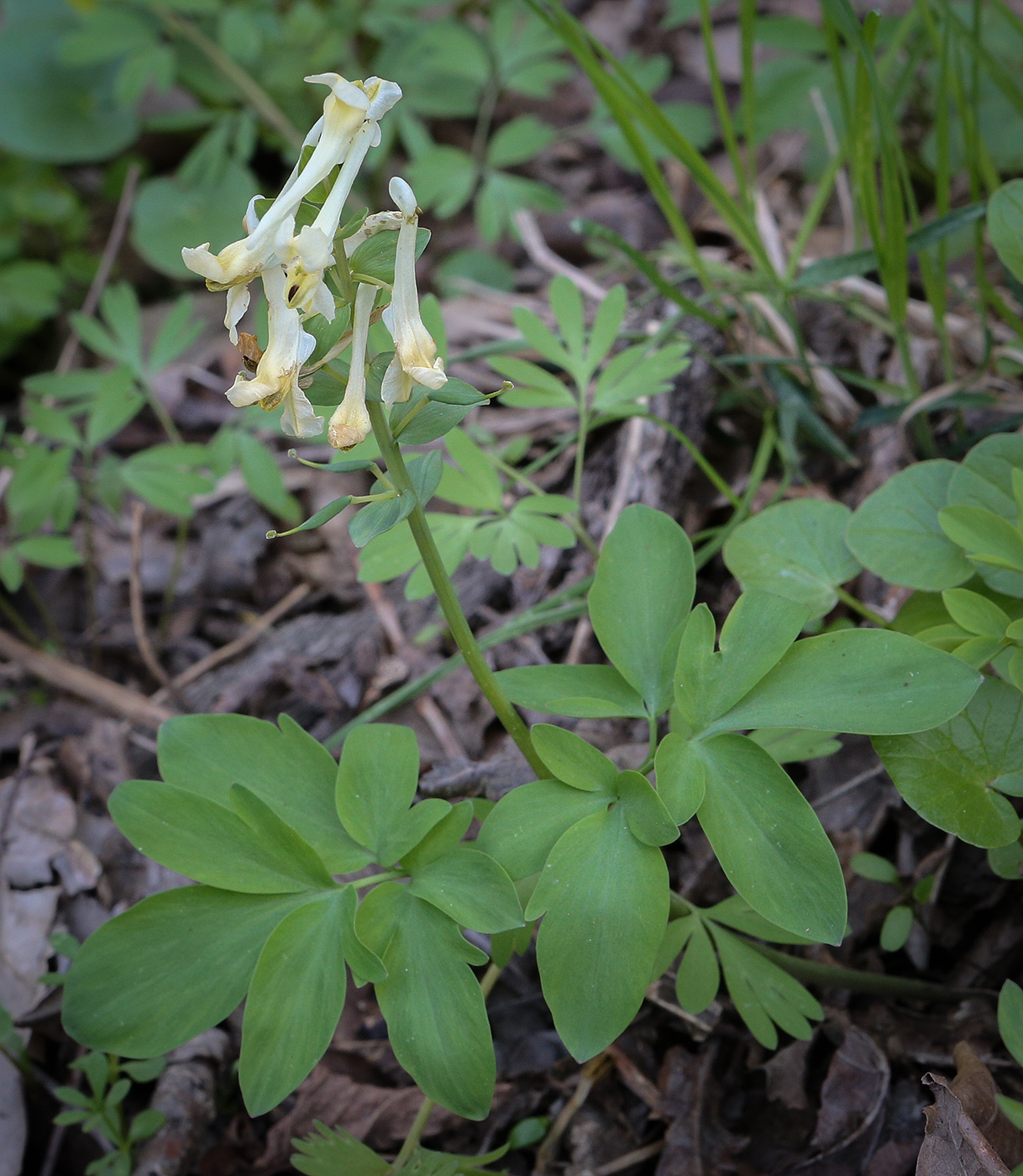 Image of Corydalis marschalliana specimen.