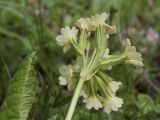 Primula intricata. Соцветие и верхушка листа. Испания, автономное сообщество Каталония, провинция Жирона, комарка Рипольес, муниципалитет Сеткасес, окр. н.п. Сеткасес, ≈1300 м н.у.м., пойма р. Тер, каменистый берег реки, опушка смешанного леса. 05.05.2024.