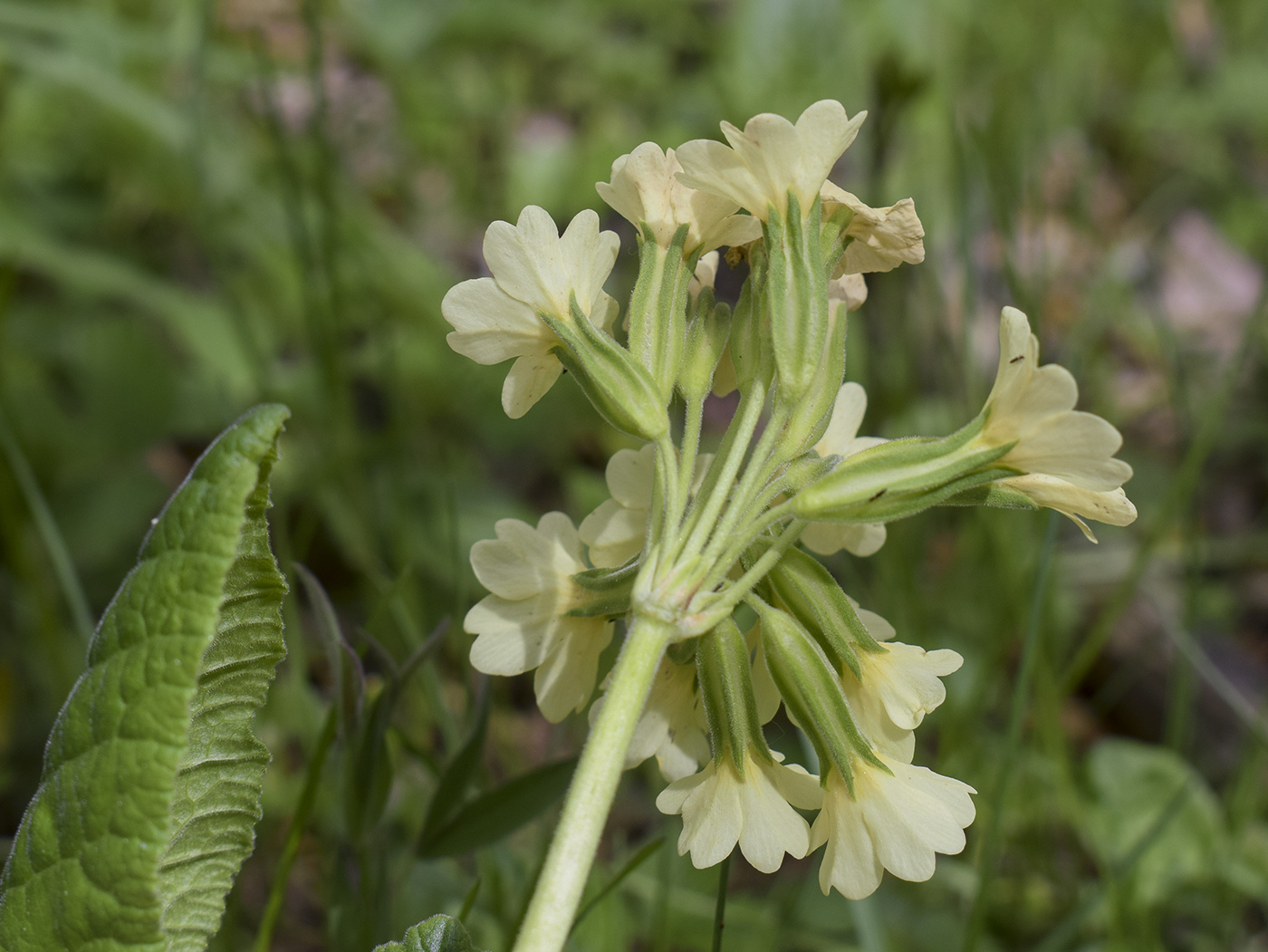 Image of Primula intricata specimen.