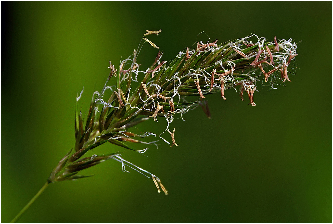 Image of Anthoxanthum odoratum specimen.