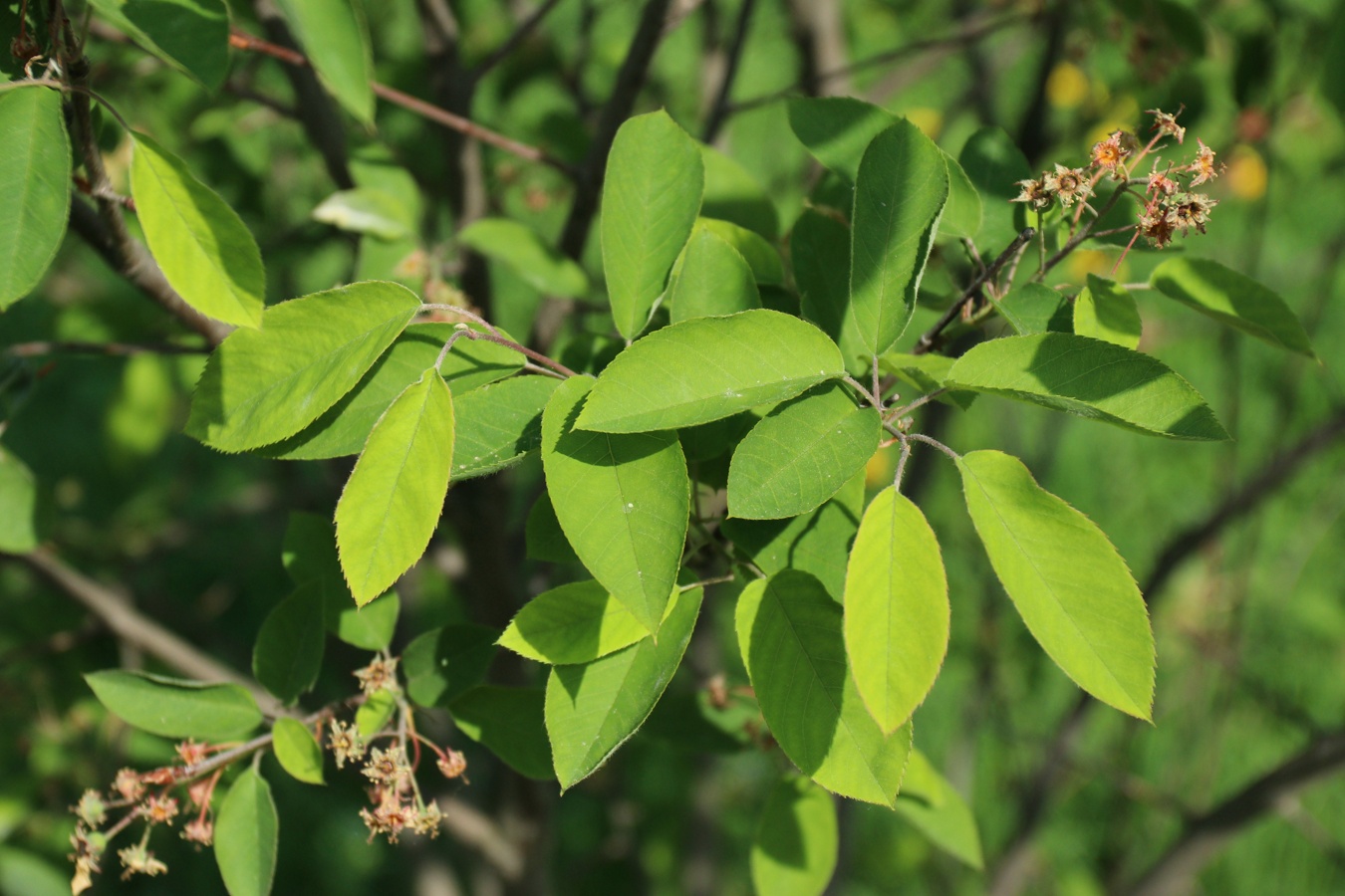 Изображение особи Amelanchier canadensis.