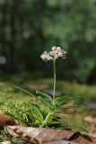 Chimaphila umbellata