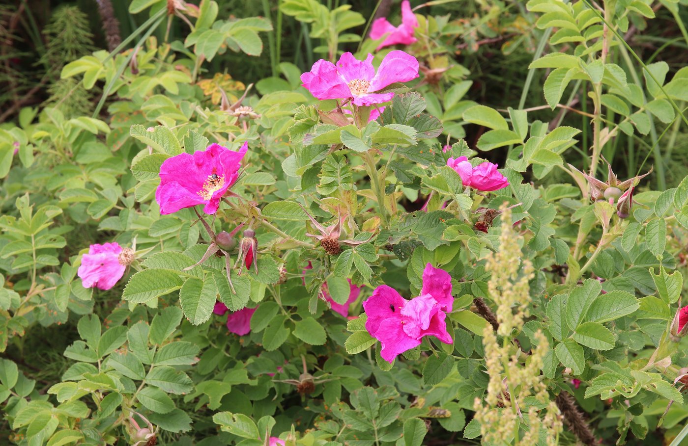 Изображение особи Rosa × majorugosa.