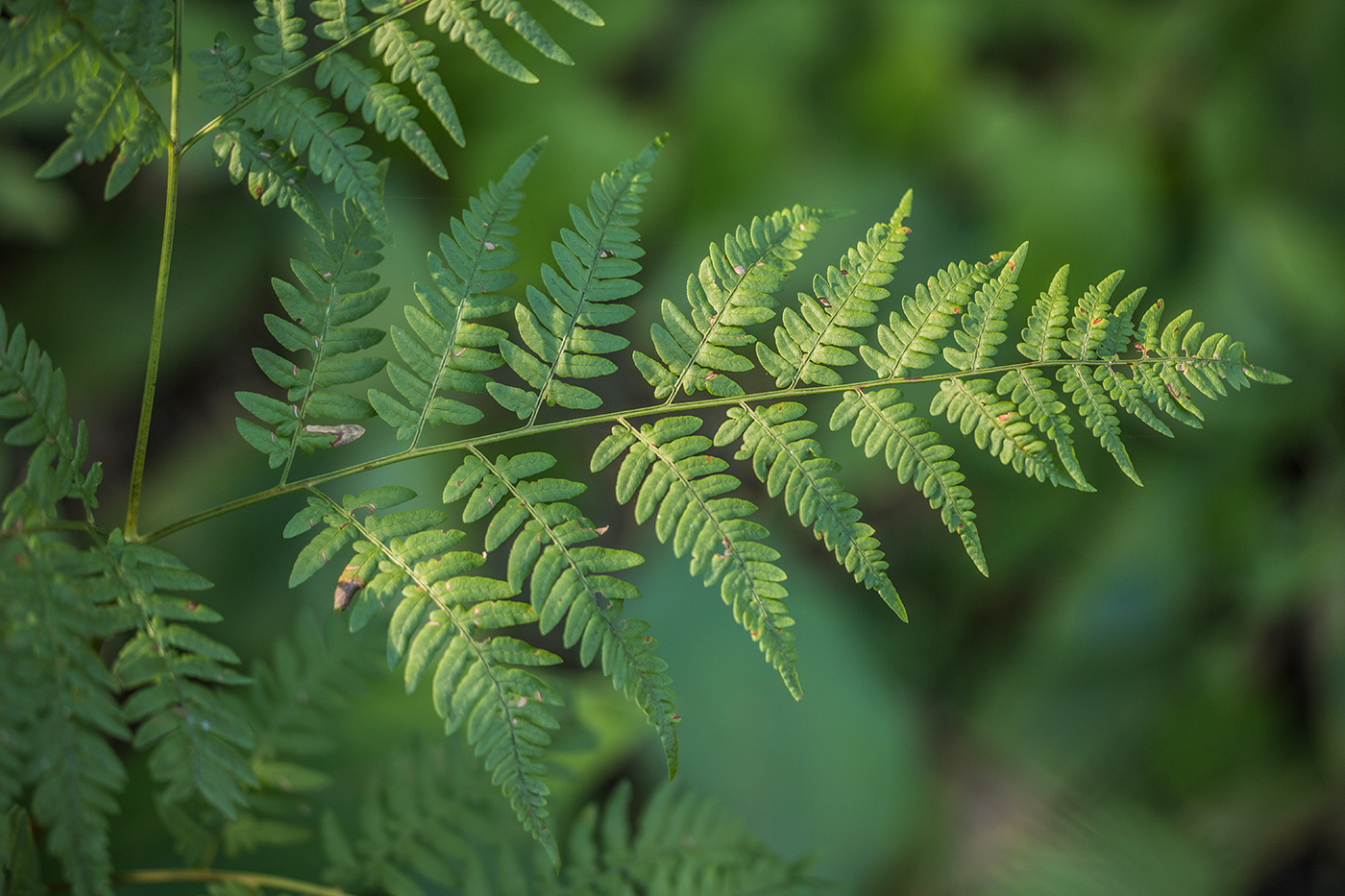 Изображение особи Pteridium pinetorum.