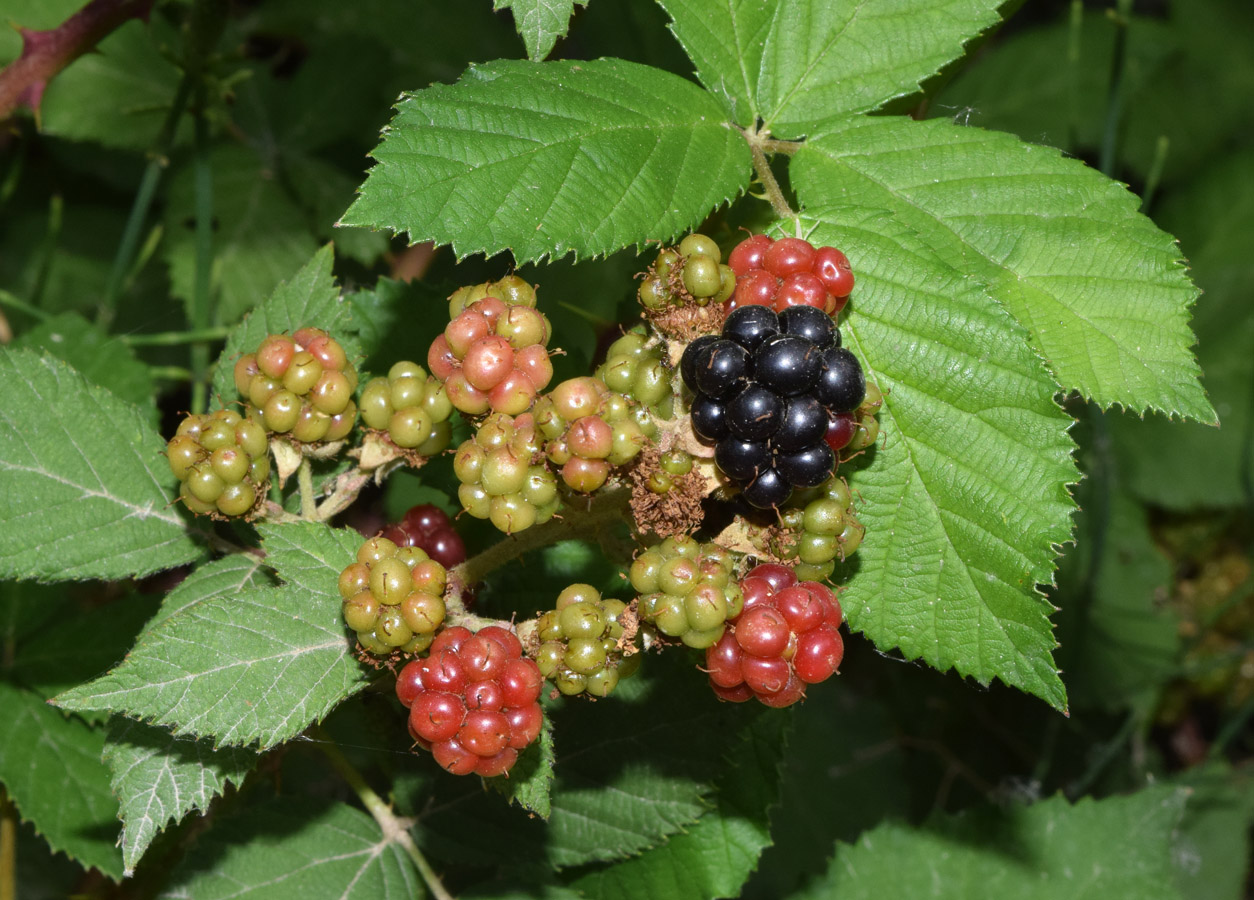 Изображение особи Rubus sanctus.