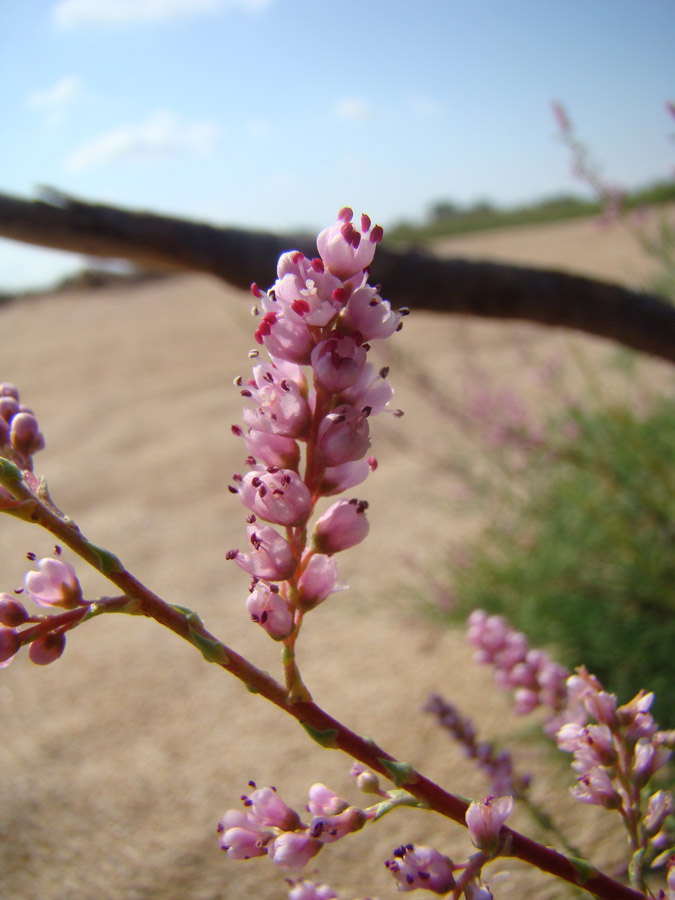 Изображение особи Tamarix gracilis.