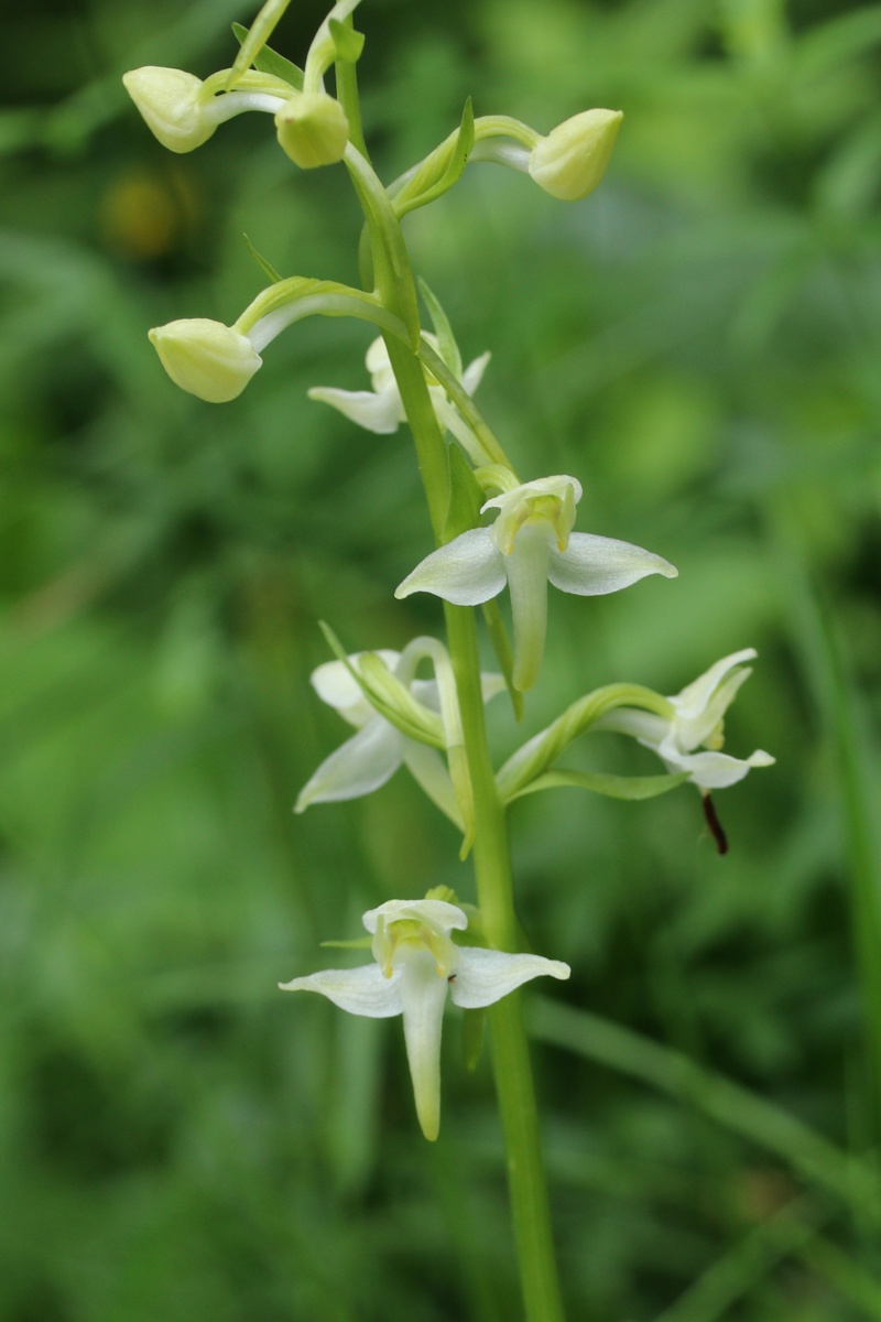 Image of Platanthera chlorantha specimen.