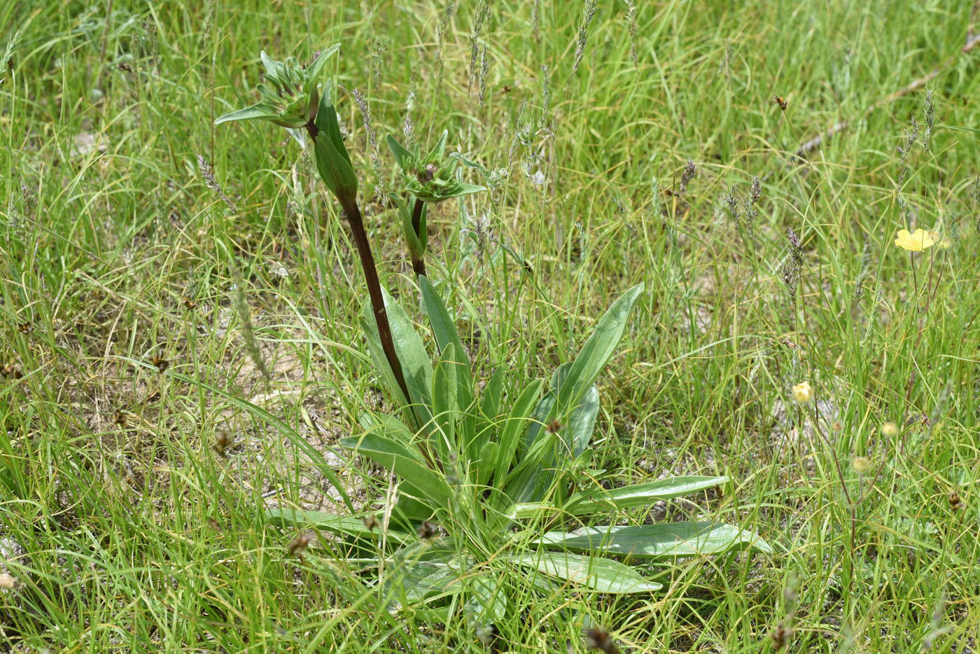 Image of genus Gentiana specimen.
