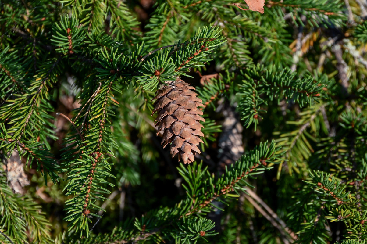 Изображение особи Picea abies.
