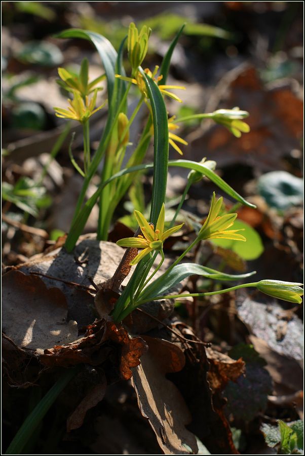 Изображение особи Gagea lutea.