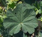 Alchemilla mollis