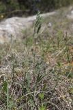 Lens nigricans. Цветущее растение. Крым, Севастополь, Байдарская дол., можжевеловое редколесье. 30.04.2025.