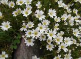genus Cerastium