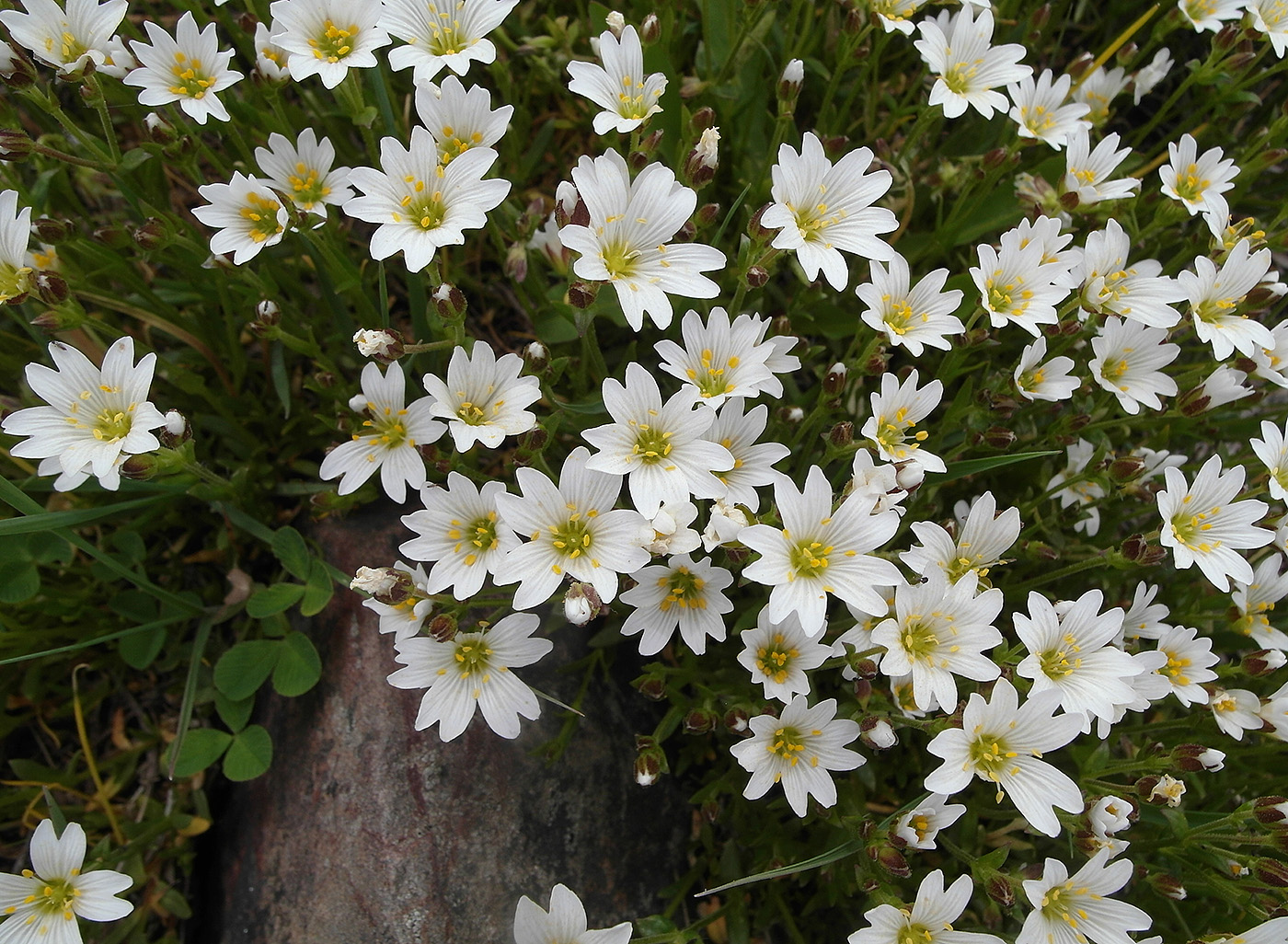 Image of genus Cerastium specimen.