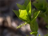 Mercurialis perennis. Верхушка цветущего растения. Ленинградская обл., Ломоносовский р-н, дол. р. Шингарка, разнотравный луг на известняке. 01.05.2025.