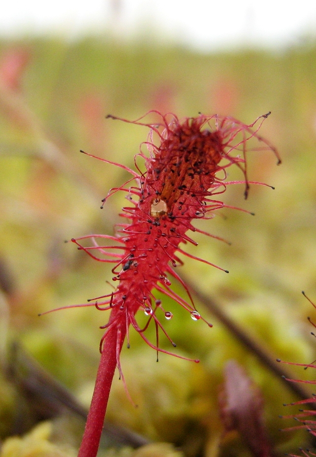 Image of Drosera anglica specimen.