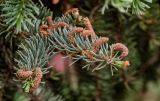 Picea meyeri. Верхушки побегов с микростробилами. Китай, пров. Ганьсу, хр. Циляньшань, дол. Матисы, ≈ 2600 м н.у.м., опушка смешанного леса. 05.06.2025.