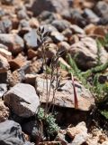 Draba talassica. Плодоносящее растение. Узбекистан, Ташкентская обл., Угам-Чаткальский национальный парк, Пскемский хр., верховье ур. Баркраксай, ок. 3200 м н.у.м., каменистый склон. 28.06.2025.