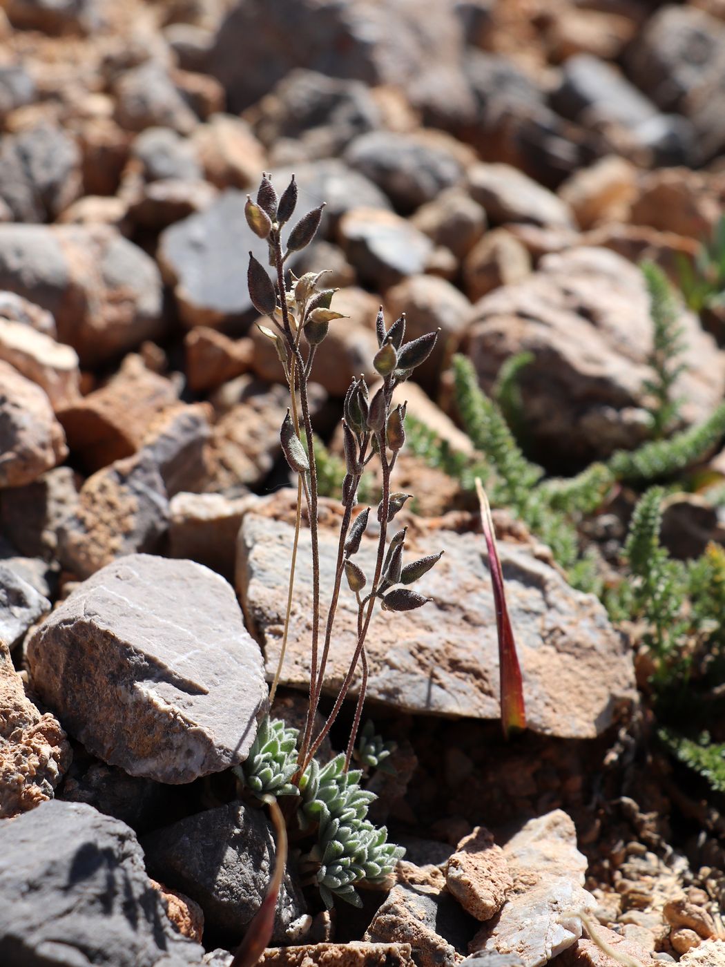 Image of Draba talassica specimen.