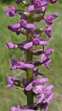 Gymnadenia conopsea
