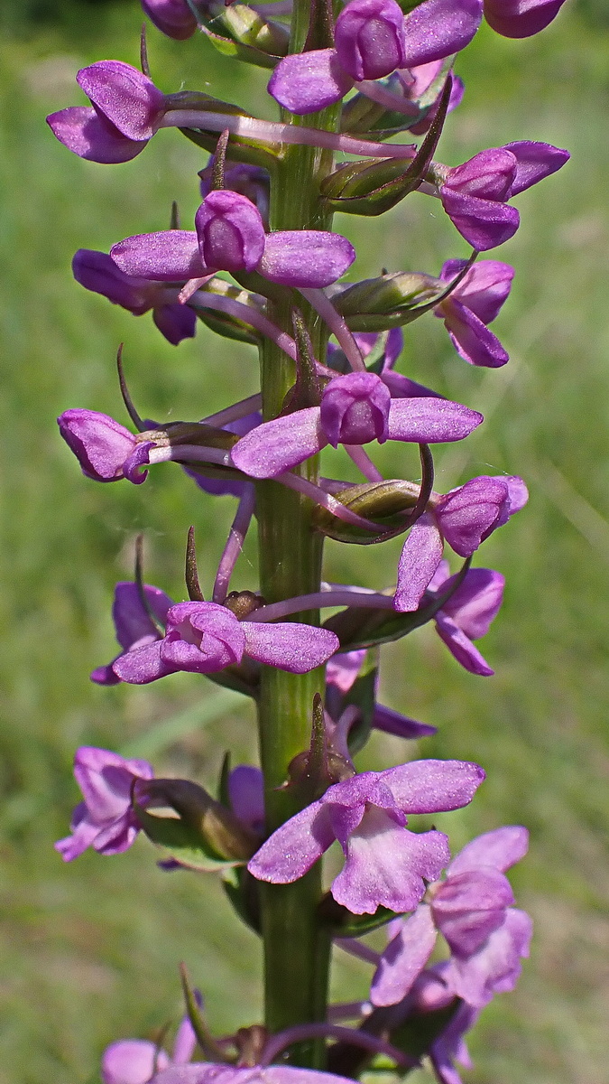 Image of Gymnadenia conopsea specimen.