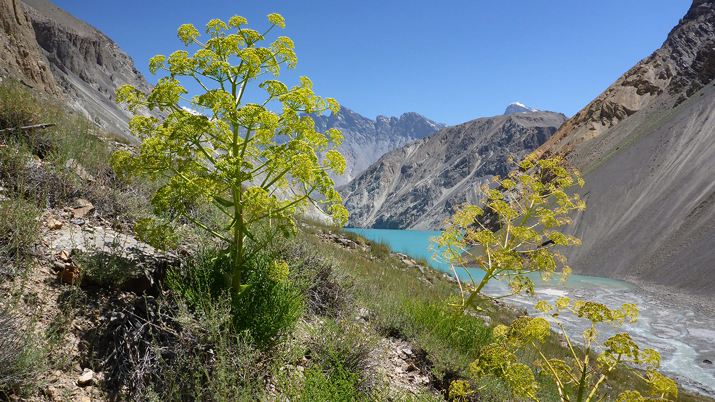 Изображение особи Ferula grigoriewii.
