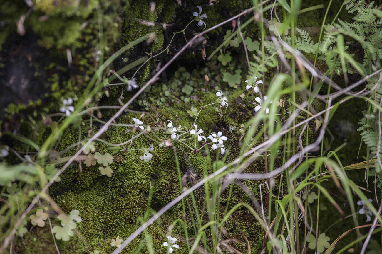 Image of Saxifraga cernua specimen.