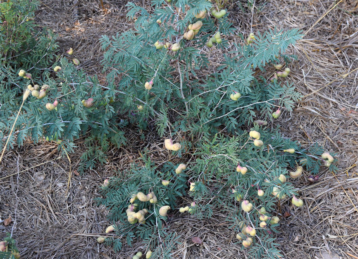 Изображение особи Lagonychium farctum.