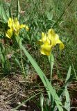 Iris arenaria. Цветущие растения на обочине лесной дороги в дубовом лесу. Венгрия, окр. Будапешта, Будайский природный парк. 27.04.2010.