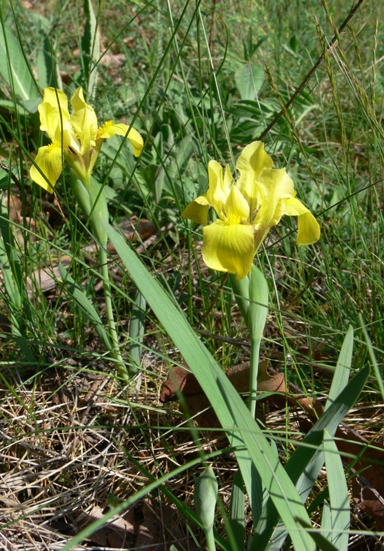 Изображение особи Iris arenaria.