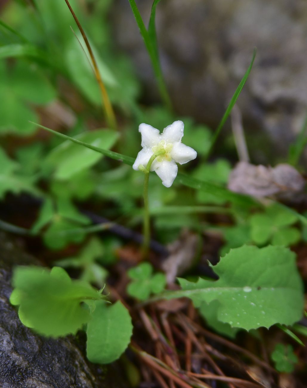 Image of Moneses uniflora specimen.