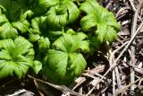 View full-size image Trollius ranunculinus